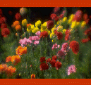 wm_site,_for_2015057007.gif
